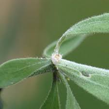 Image result for Pollichia