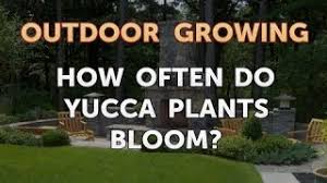 Flowers last varying lengths of time. How Often Do Yucca Plants Bloom Youtube