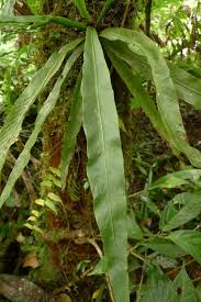 Image result for Loxogramme