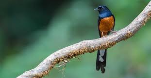 1.1 ukuran dan postur tubuh. Murai Batu 6 Burung Hobi