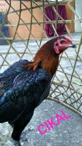 Pin By Sulaeman Cikal On Aseel 1 Pama Animals Rooster