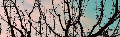 Check spelling or type a new query. When How To Prune Fruit Trees Green Vista Tree Care