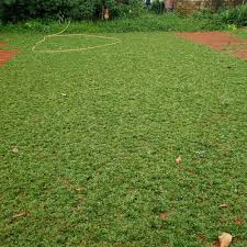 Harga 1 pack bibit benih rumput gajah mini/elephant grass. Jual Rumput Gajah Mini Harga Petani Rapet Dan Hijau Kab Bogor Mitrahijau Tokopedia
