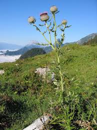 Image result for Cirsium