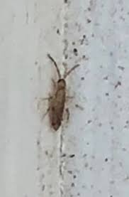 Maybe you would like to learn more about one of these? Tiny Flea Like Bug Jumps When Attacked Loves Water More At Night Does Not Bite Resistant To Pesticides Bugguide Net