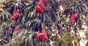 Reunion Litchis Paysage Reunion Fruits Exotiques Fruits Tropicaux