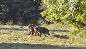 Nous les nourrissons de blé et de petits pois. Sus Scrofa Aux Sangliers Nature D Ici Et D Ailleurs