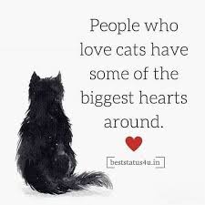 Cats can be cooperative when something feels good, which, to a cat, is the way everything is supposed to feel as much of the time as possible. 100 Best Quotes For Cat Lovers Adorable Whatsapp Status For Cats