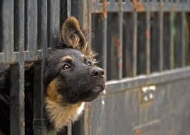 Bir Hayvani Sahiplenmek Icin Gerekli Sartlar My Animals