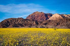 This rare, and federally endangered, perennial flower is found on the eureka valley sand dunes in the northern area of death valley national park. Super Bloom At Death Valley National Park Travel Caffeine