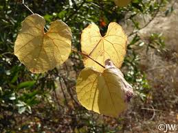 Vitis californica's foliage turns a different color in the fall and type is deciduous. Vitis Californica California Flora Nursery