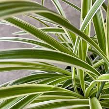 Image result for Chlorophytum silvaticum