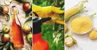 The purpose of this guide is to help homeowners with the. 7 Homemade Fungicides That Will Save Your Garden Plants