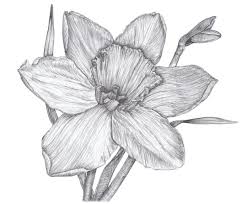 Vicky On Instagram Daffodil Art Drawing Naturedrawing Graphitepencil Pencildrawing Wildflowers Springflowers Nature Drawing Artwork Pencil Drawings
