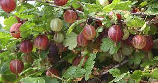 ✓ as if nothing had happened. How To Grow Gooseberries