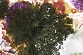 Image result for Flabellariopsis