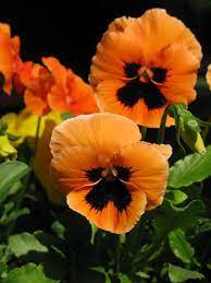 Pin On Pretty As A Pansy