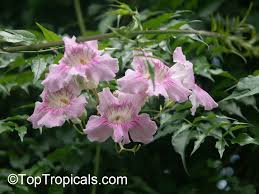 Image result for Podranea