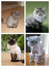 Check out our lion cut cat selection for the very best in unique or custom, handmade pieces from our shops. Cat Lion Cut How To Video And Examples