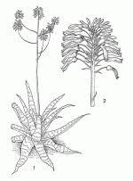 Image result for Aloe lateritia