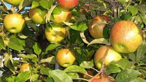 351 weese rd se cleveland, tn, united states, 37323 us. Valley Orchard
