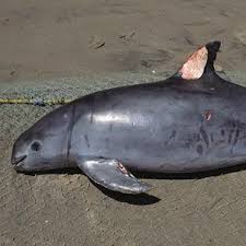 Liberan a presunto líder del tráfico ilegal de totoaba. La Vaquita Marina En Peligro De Extincion Investigacion Y Ciencia Investigacion Y Ciencia