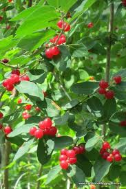 Red mulberry flowers are white or green and bloom in the spring. Bright Red Berries On The Invasive Honeysuckle Bush In The Summer Birds Eat The Berries Disperse The Seeds Invasive Plants Honeysuckle Bush Native Plants