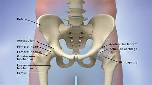 Image result for Hip Exam