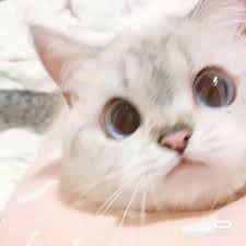 #cutecataesthetic, #cutecat, #cataesthetic, #cat#aesthetic#cute, #cuteaesthetic, #catsaesthetic, #catcoreaesthetic, # . Cat Cute Aesthetic Cutecat Aestheticcat Icon Caticon Aesthetic Icon Wallpaper Catwallpaper Baby Cats Cute Cat Memes Cute Cats
