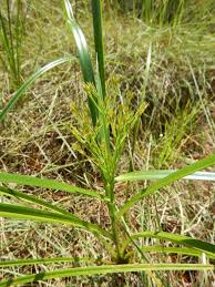 Image result for Scleria lacustris