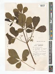 Image result for Vitex ferruginea