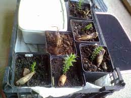 Free shipping on orders over $75. Rachel The Gardener Germinating Monkey Puzzle How To Grow Araucaria Araucana From Seed