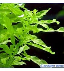 Ludwigia Inclinata Green Aquascaping Plants Freshwater Aquarium Plants Tropical Fish Aquarium