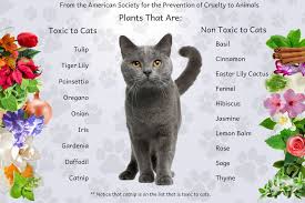 Fish oil supplements for cats can provide needed nutrition and vitamins that older cats may be deficient in. Uncovering The Truth About Using Essential Oils With Cats Organic Aromas