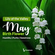 Originally, we took lily from the hebrew word shoshannah (שׁוֹשַׁנָּה), which was borrowed from. Floweraura On Twitter May S Birth Flower Lily O The Valley Is Said To Represent Purity Humility And Sweetness According To The Victorian Language Of Flowers Lily Of The Valley Also Symbolises A