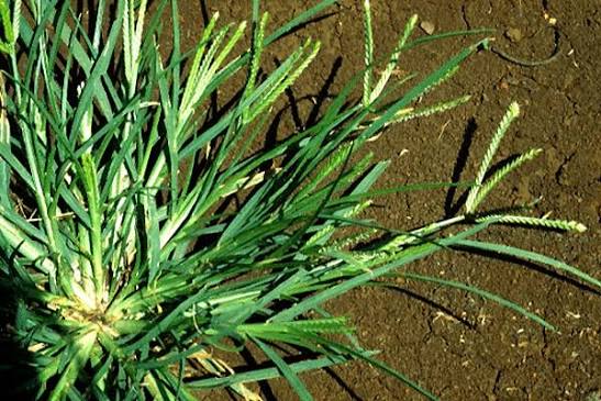 Eleusine indica (goose grass) | CABI Compendium
