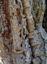 Image result for Quercus suber