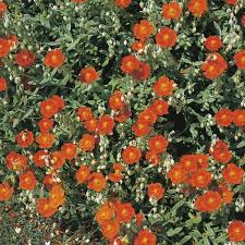 Pflanzen Kolle Sonnenroschen Bronzeteppich Orange 9 Cm Topf Das Robuste Sonnenroschen Bronzeteppich Sorgt M Pflanzen Graser Im Garten Staudenbeet