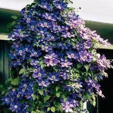 Maybe you would like to learn more about one of these? Clematis The President Kiefer Nursery Trees Shrubs Perennials