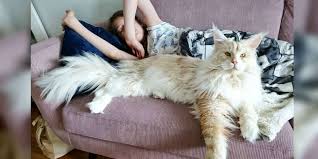 The maine coon is the only truly native american cat. This Giant House Cat Looks Just Like A Lynx The Dodo