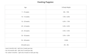 How Much And Of What Should I Feed My 4 Month Old German