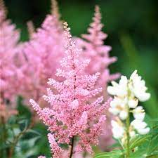 Astilbe Europa Bulbs Pink Feather Flower Astilbe Japonica Europa Easy To Grow Bulbs