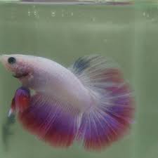 Knowing All Types Of Betta Fish By Tail Pattern And Color With Photo And Description In 2020 Betta Fish Types Betta Betta Fish
