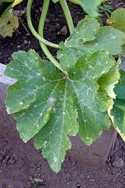 We did not find results for: How To Get Rid Of Powdery Mildew Organic Treatment The Art Of Doing Stuff