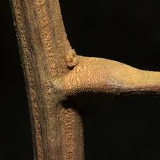 Image result for Lecaniodiscus