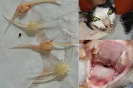 Buku mimpi memang menjadi hal yang penting dalam togel. Tulang Ikan Bukan Makanan Kucing Alasan Dah Biasa Makan Boleh Bawa Maut Viral Mstar