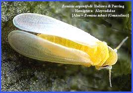 Image result for Allophylus whitei