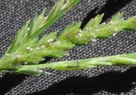 Image result for Eleusine