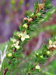 Image result for Anthospermum