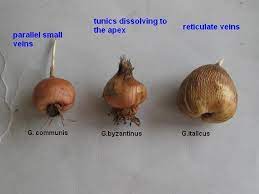 Miscellaneous Gladiolus Gladiolus Bulbs Gladiolus Garden Inspiration